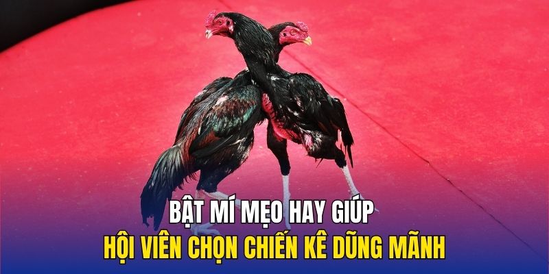 Bật mí mẹo hay giúp hội viên chọn chiến kê dũng mãnh