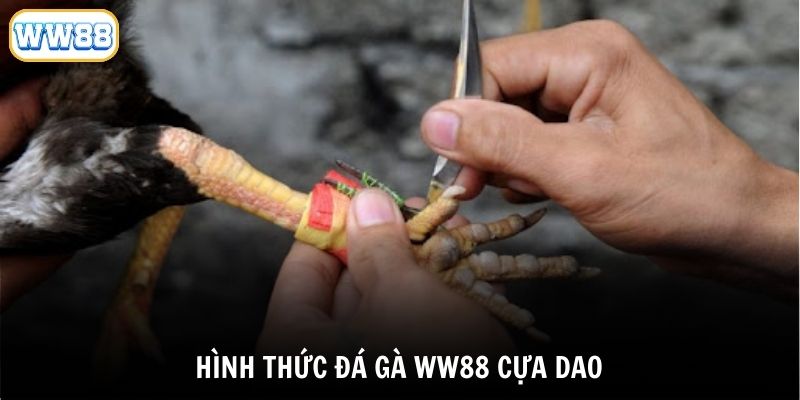 Hình thức đá gà WW88 cựa dao phổ biến