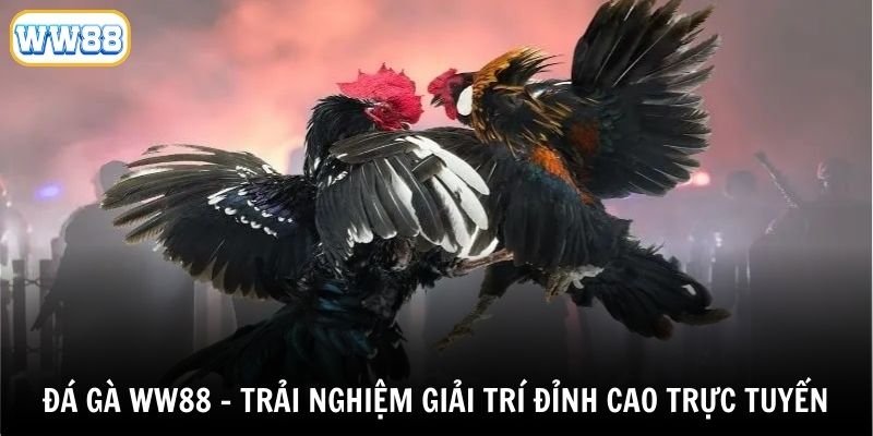Giới thiệu về bộ môn đá gà WW88 hấp dẫn và kịch tính
