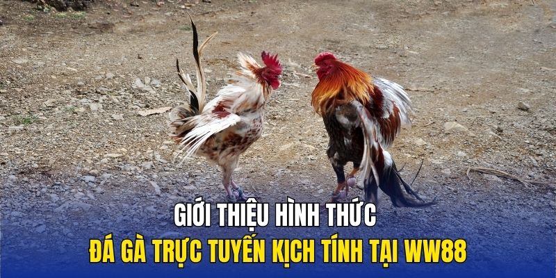 Giới thiệu hình thức đá gà trực tuyến kịch tính tại WW88