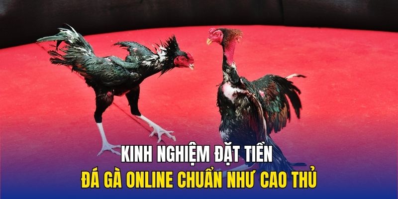 Kinh nghiệm đặt tiền đá gà online chuẩn như cao thủ