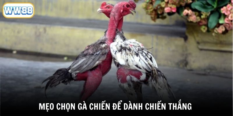 Lựa chọn giống gà quyết định khả năng chiến thắng của trận đấu
